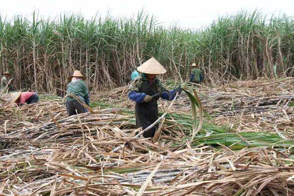 冬季甘蔗种植技术要点有哪些