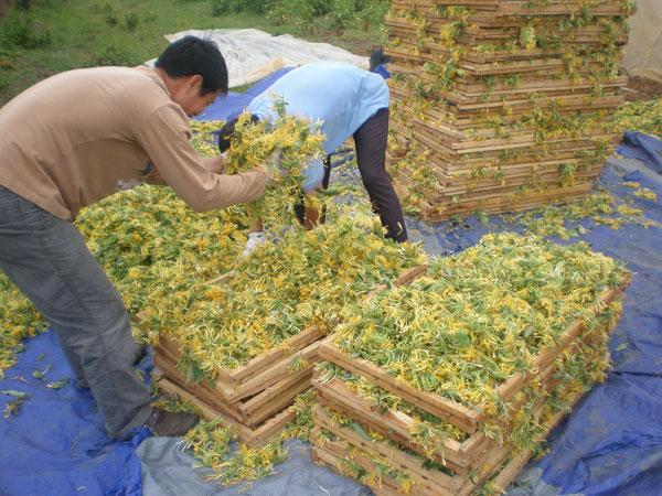 金银花种植技术与管理及效益