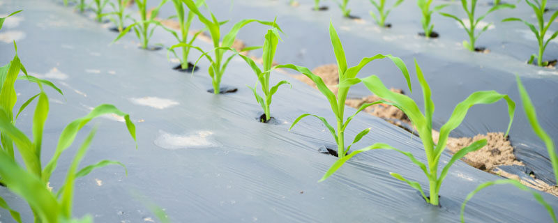 玉米的种植和管理技术(春玉米种植技术与管理)