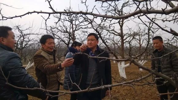 酥梨全年管理用药推荐