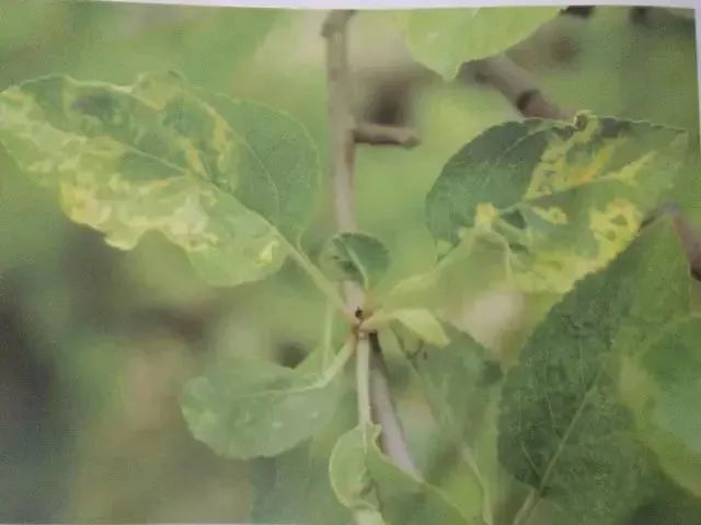 苹果树27种病虫害防治“参考书”(苹果树的病虫害防治)