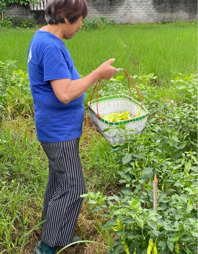 农村自家地块种植的辣椒(辣椒地块选择)