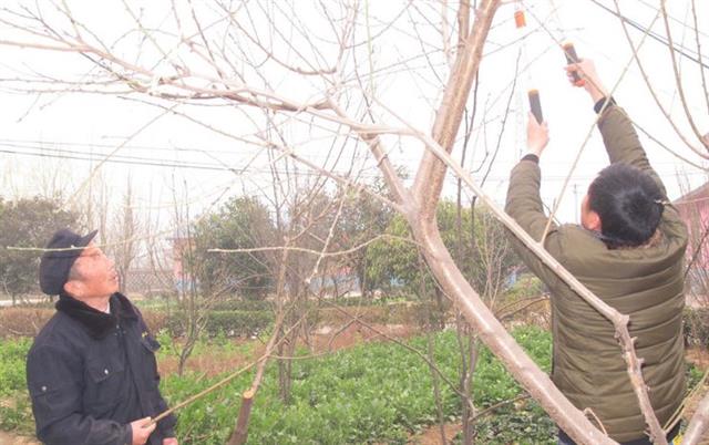 果树管理歌内容详细讲解(果树种植病虫害防治管理系统)