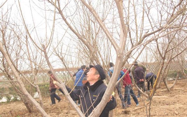 果树管理歌内容详细讲解(果树种植病虫害防治管理系统)