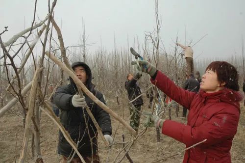 果树管理歌内容详细讲解(果树种植病虫害防治管理系统)