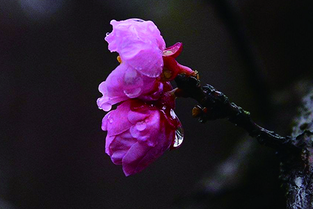 梅花怎么浇水(梅花网)