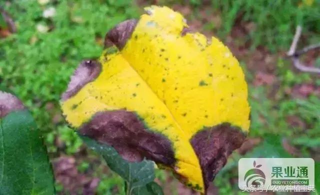 苹果树最全的病虫害防治集