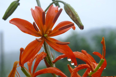 山丹丹花谢后怎么种植(你的山丹丹花简谱闫辽艳)