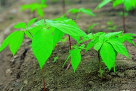 人参种子怎么种植(人参种子的种植方法和时间)