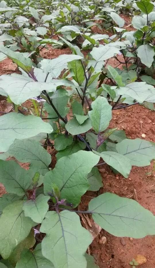 怎么种植茄子长得大(茄子什么时候种植最好)