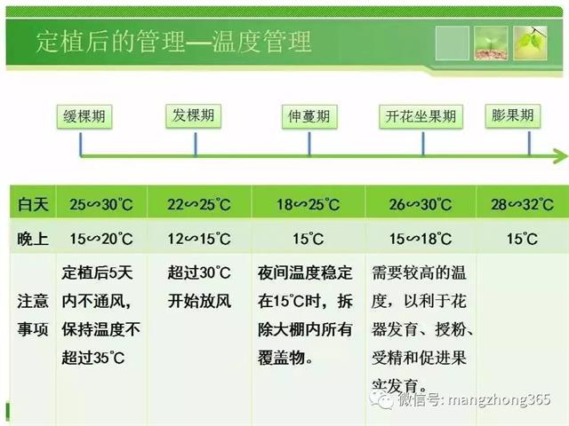 超详细西瓜标准化栽培技术(现在最新西瓜种植技术)