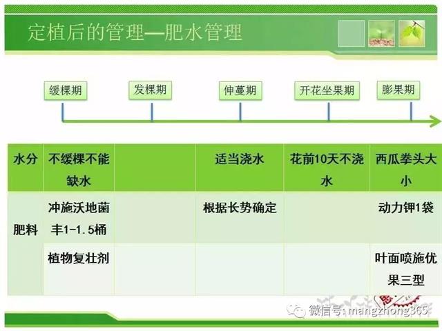 超详细西瓜标准化栽培技术(现在最新西瓜种植技术)