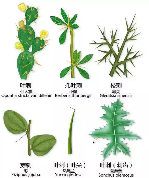 最全植物形态图解(植物形态特征描述)