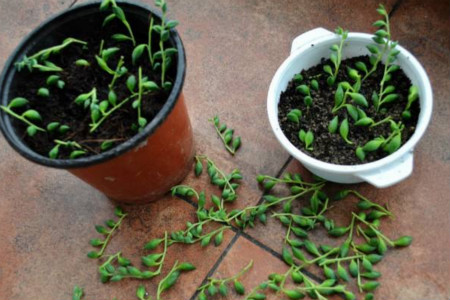 多肉植物佛珠怎么浇水(多肉植物佛珠多久浇水)