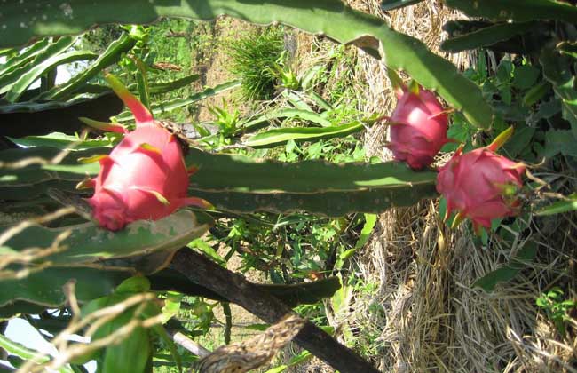 火龙果种植条件(火龙果种植条件和时间)