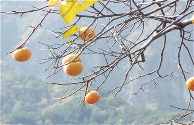 柿子的种植条件(柿子的种植需要什么)