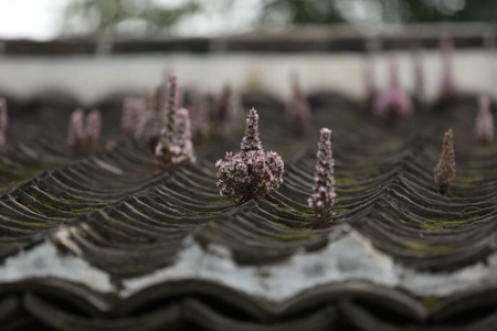 瓦松怎么种植(瓦松种植基地)