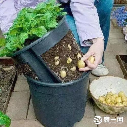 如何用花盆种菜