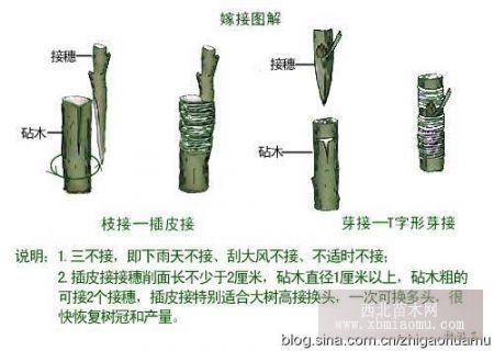 嫁接苹果树的方法和技术