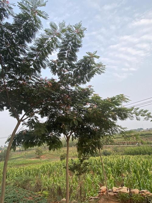 合欢树种植技术(合欢树种植方法)