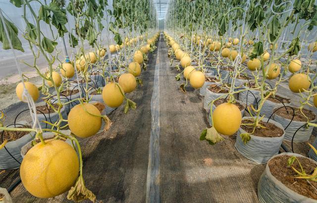 大棚甜瓜种植技术2016