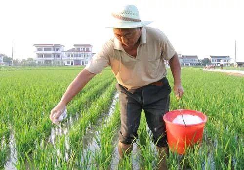 水溶肥撒施效果怎么样(水溶肥如何施用)