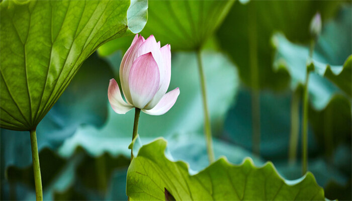 莲花在什么季节开花