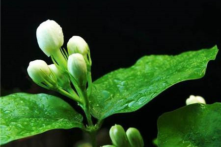 茉莉花怎么养不会干枯(茉莉花枝条干枯)