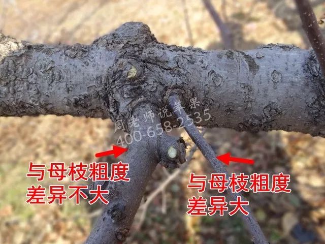 苹果树“垂帘式”结果枝组(图解)(垂帘式苹果树留枝技术与管理)