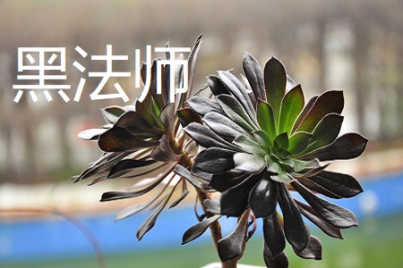 紫羊绒和黑法师的区别(黑法师的风水寓意)