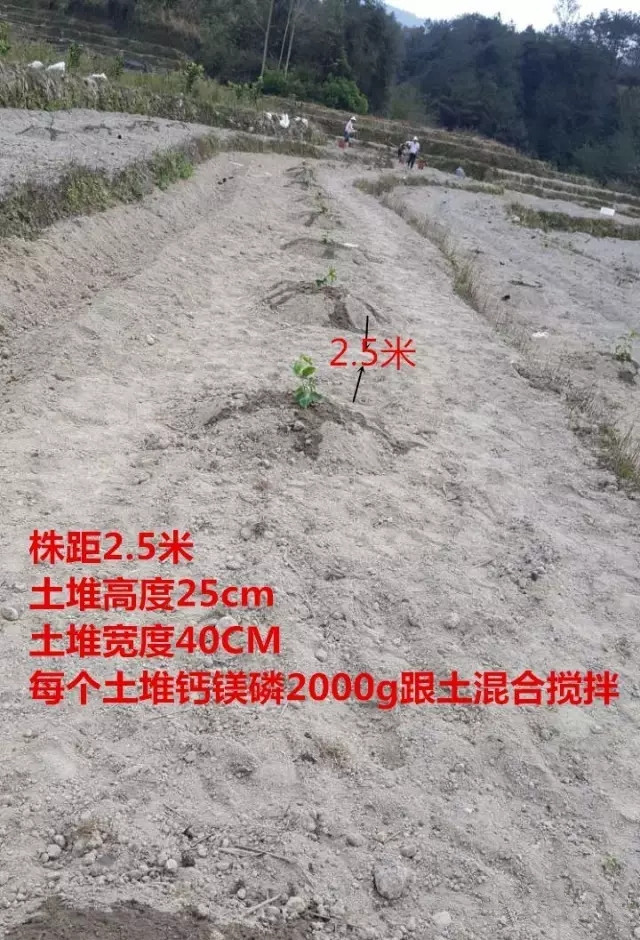 种植黄金百香果栽种定植方法(百香果种植方法视频)