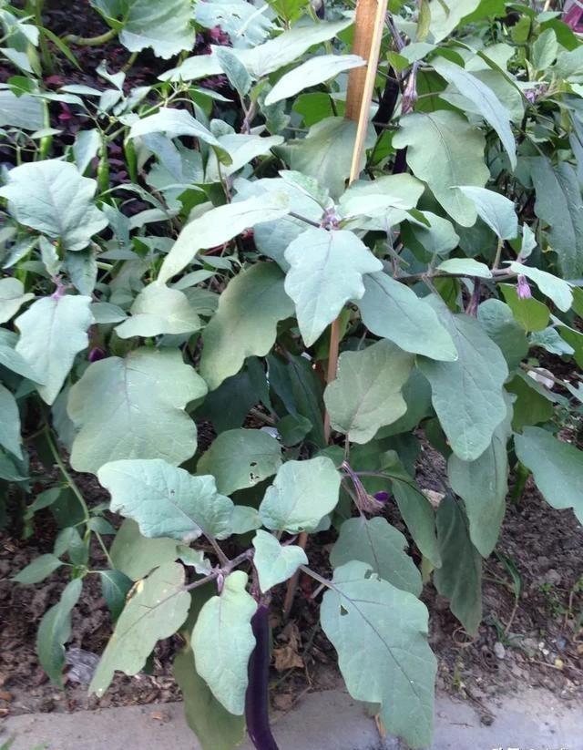 怎么种植茄子长得大(茄子什么时候种植最好)