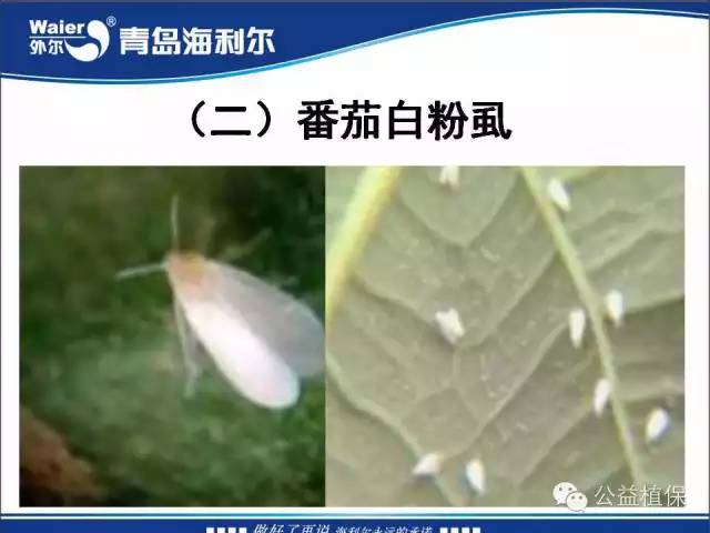 番茄管理解决方案(小番茄种植技术与管理)