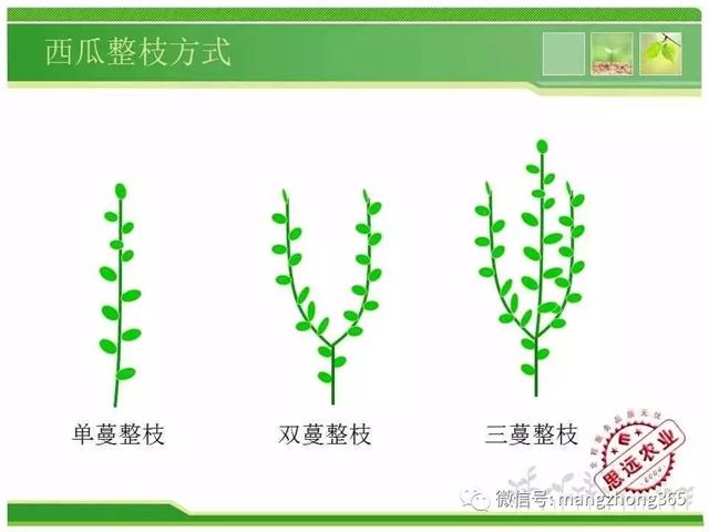 超详细西瓜标准化栽培技术(现在最新西瓜种植技术)