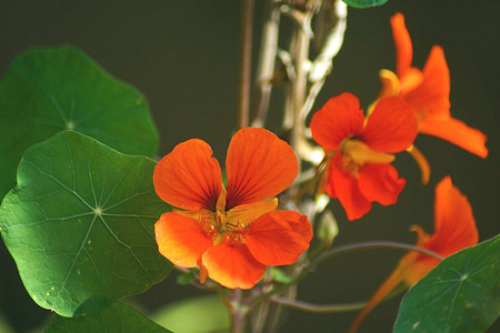 旱莲花怎么养(旱莲花的种植方法)