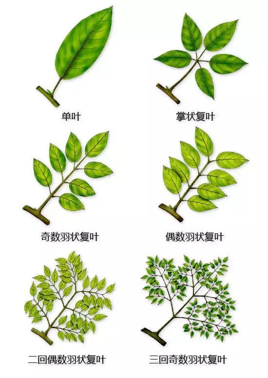 最全植物形态图解(植物形态特征描述)