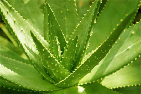 植物芦荟如何浇水(芦荟的正确浇水方式)