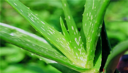 植物芦荟如何浇水(芦荟的正确浇水方式)