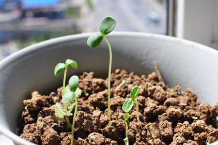 番茄种植方法(番茄种植方法和管理方法)