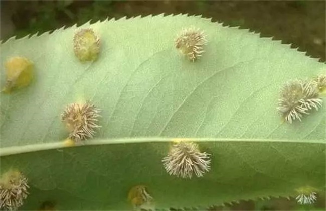 苹果锈病的防治办法(苹果锈病用什么药效果最好)