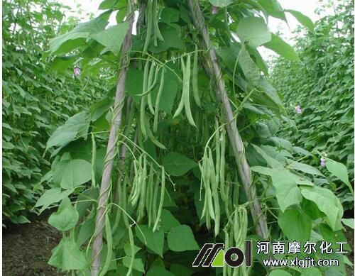 四季豆怎样种植产量高