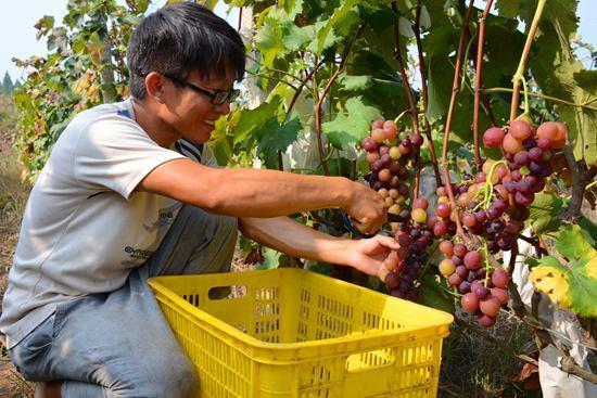 农民工返乡创业,种植水果