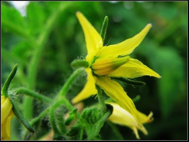 番茄的花蕊