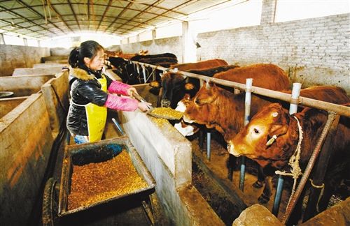 喂肉牛饲料与草怎样喂较好