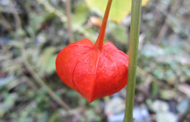 灯笼花卉种子图片大全