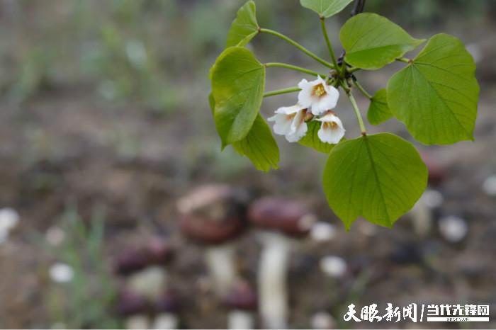 贵州油桐树种植技术(油桐树种植方法)