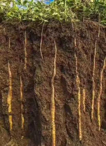 山药种植技术大全(紫山药种植技术视频)