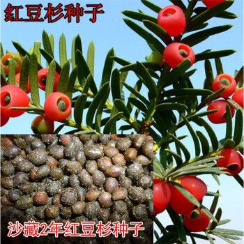 红豆杉种子种植技术(红豆杉种子怎样种植)