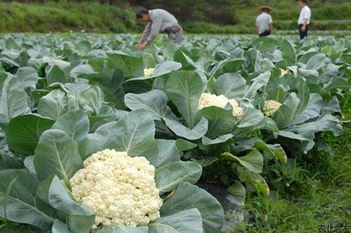 花椰菜栽培技术(彩色花椰菜栽培技术)