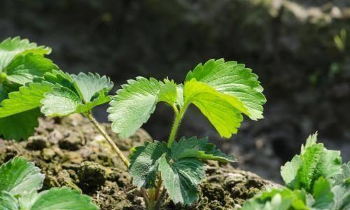 露天草莓盖上膜了需要用什么药来保果跟预防病虫害